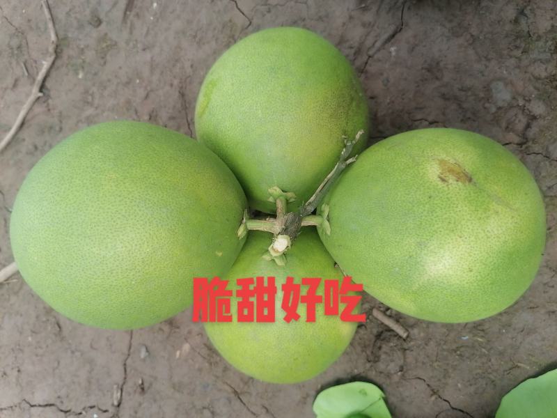 红肉蜜柚