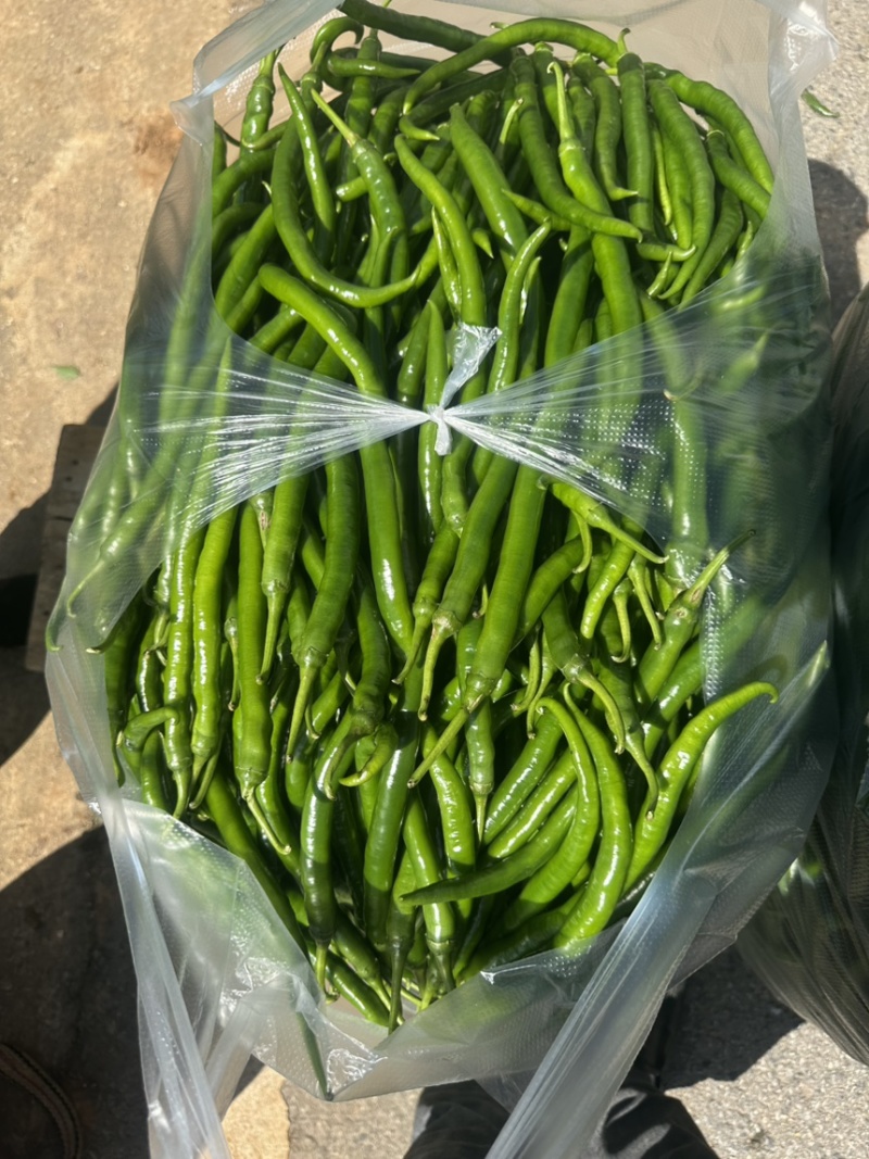 3号线椒，有货，要的联系我