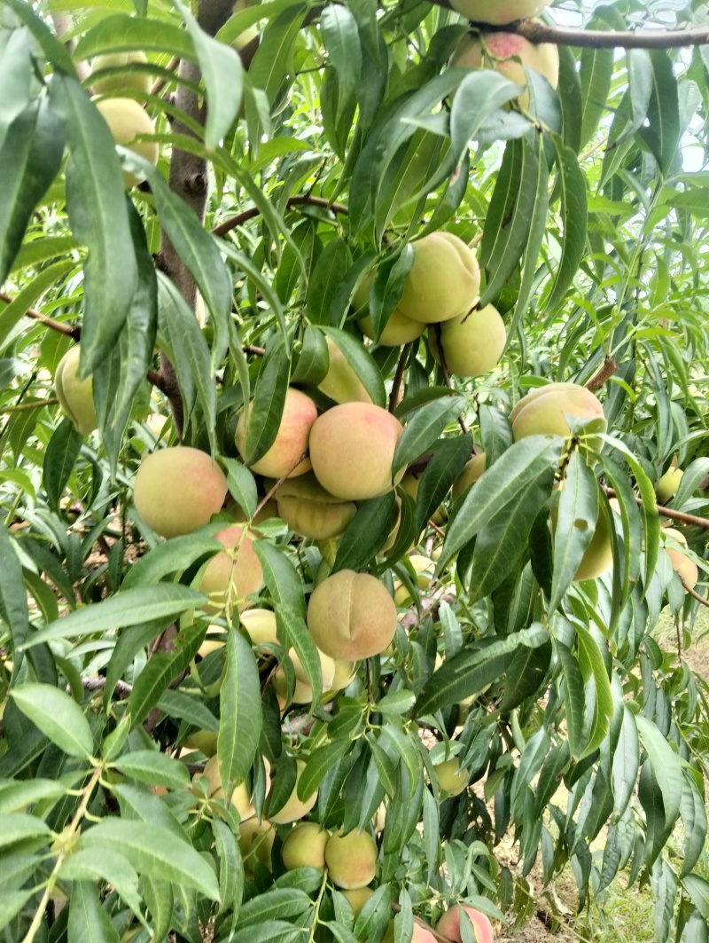 冬桃