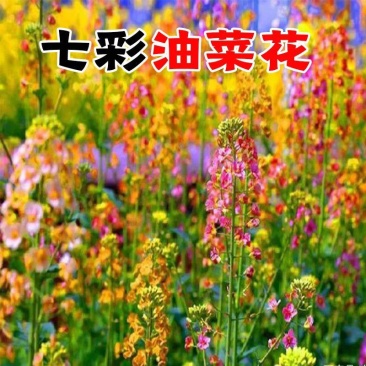 彩色油菜花种子七彩花卉四季开花室外庭院景观花海花种籽盆栽