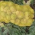 山西文水芥菜大量上市