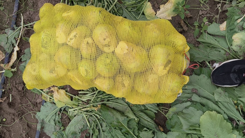 山西文水芥菜大量上市