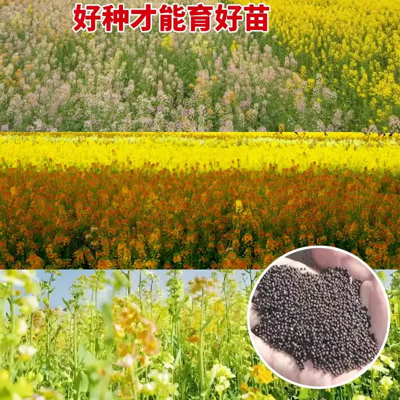 彩色油菜花种子七彩花卉四季开花室外庭院景观花海花种籽盆栽