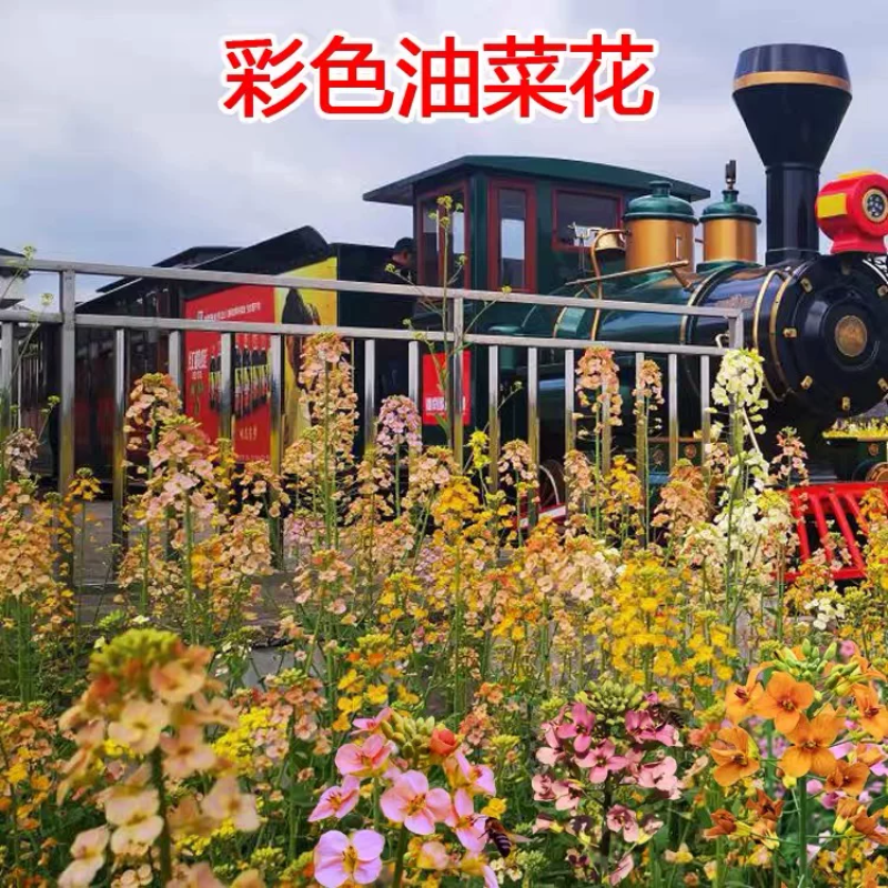 彩色油菜花种子七彩花卉四季开花室外庭院景观花海花种籽盆栽