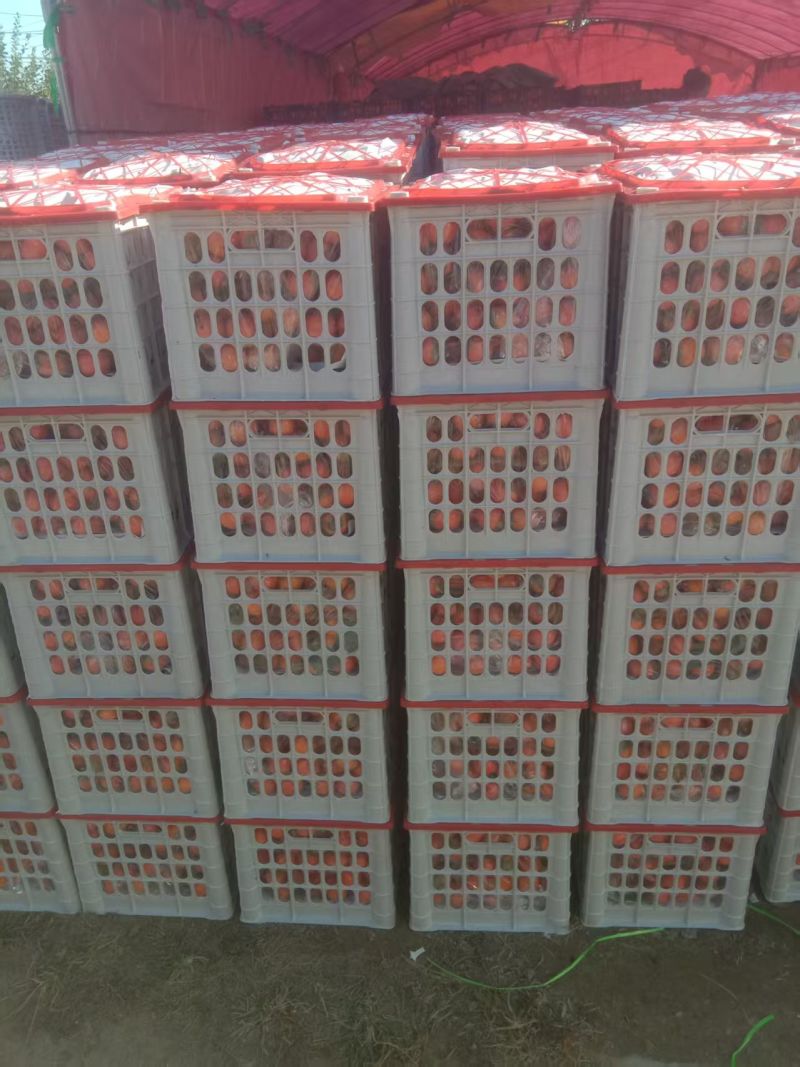 河南灵宝万亩吊红大量上市货源稳定欢迎客商前来采购
