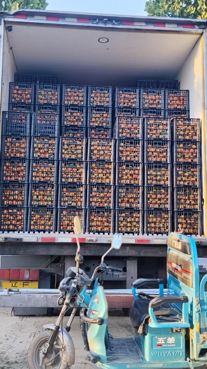 河南灵宝万亩吊红大量上市货源稳定欢迎客商前来采购