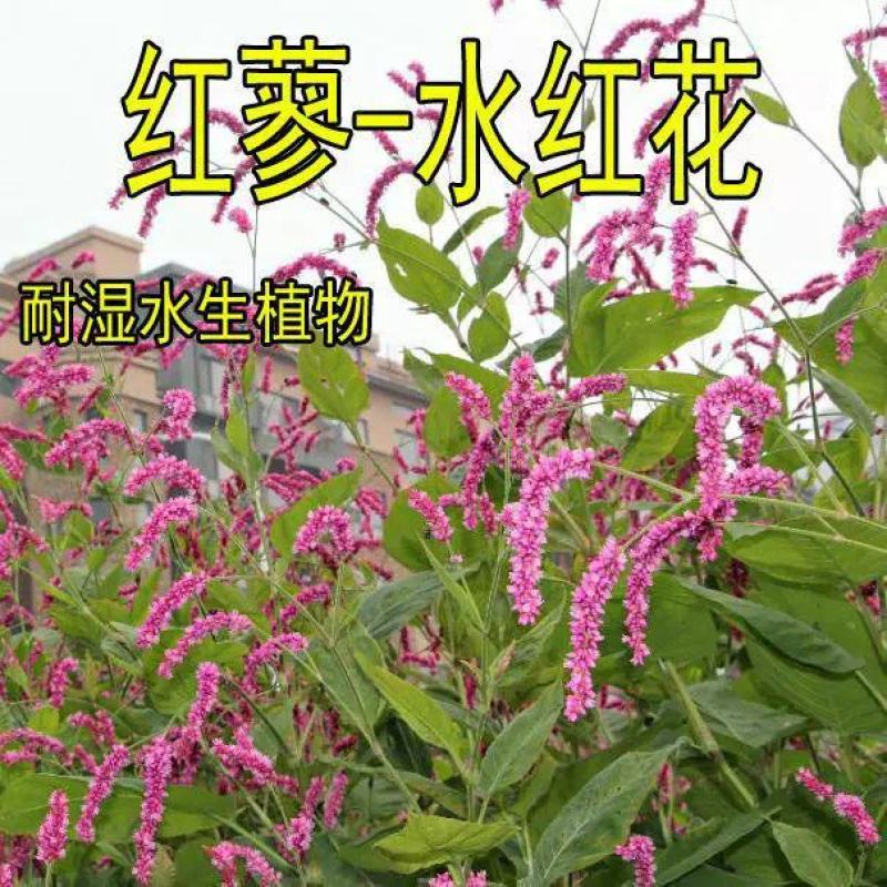 水红花种子蓼实子药材种子四季播种当季新籽水荭草子