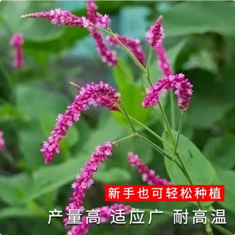 水红花种子蓼实子药材种子四季播种当季新籽水荭草子