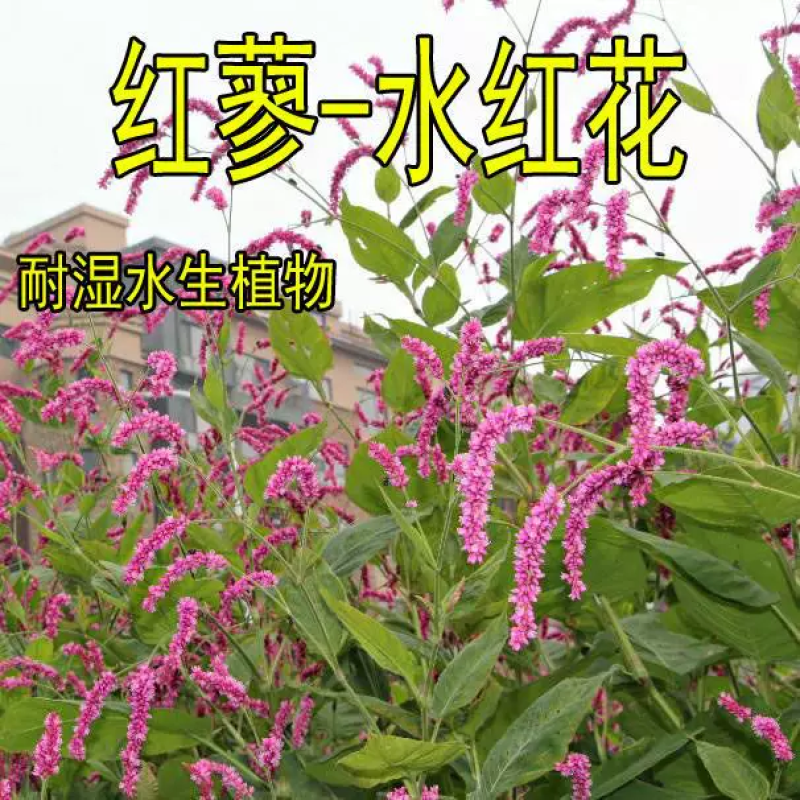 水红花种子蓼实子药材种子四季播种当季新籽水荭草子