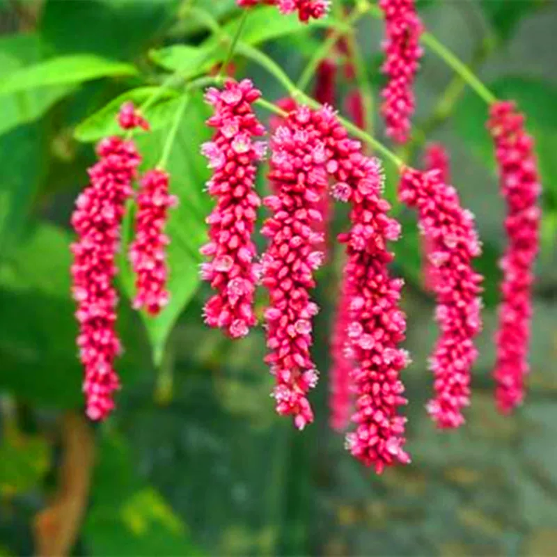 水红花种子蓼实子药材种子四季播种当季新籽水荭草子