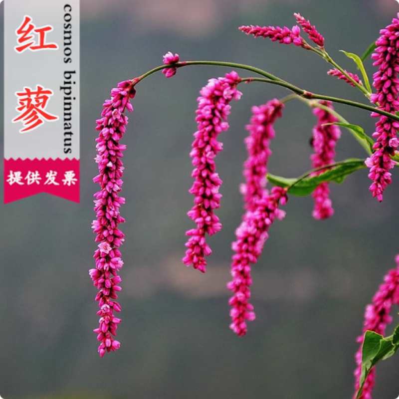 水红花种子蓼实子药材种子四季播种当季新籽水荭草子