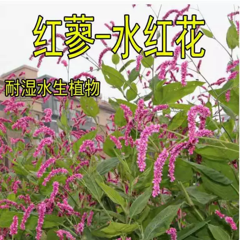 水红花种子蓼实子药材种子四季播种当季新籽水荭草子