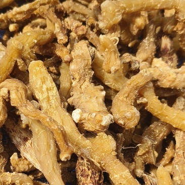 大别山野生黄精