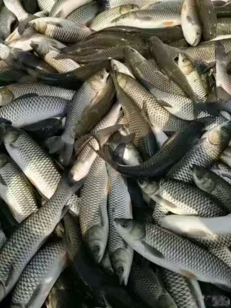 草鱼长期供应对接钓场用鱼量大从优规格全品质好皮毛好欢迎来