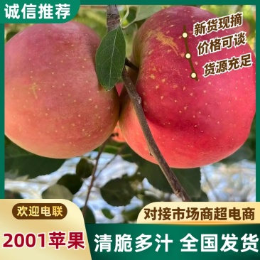 苹果云南昭通2001苹果大量上市，口感甜脆，可视频看货