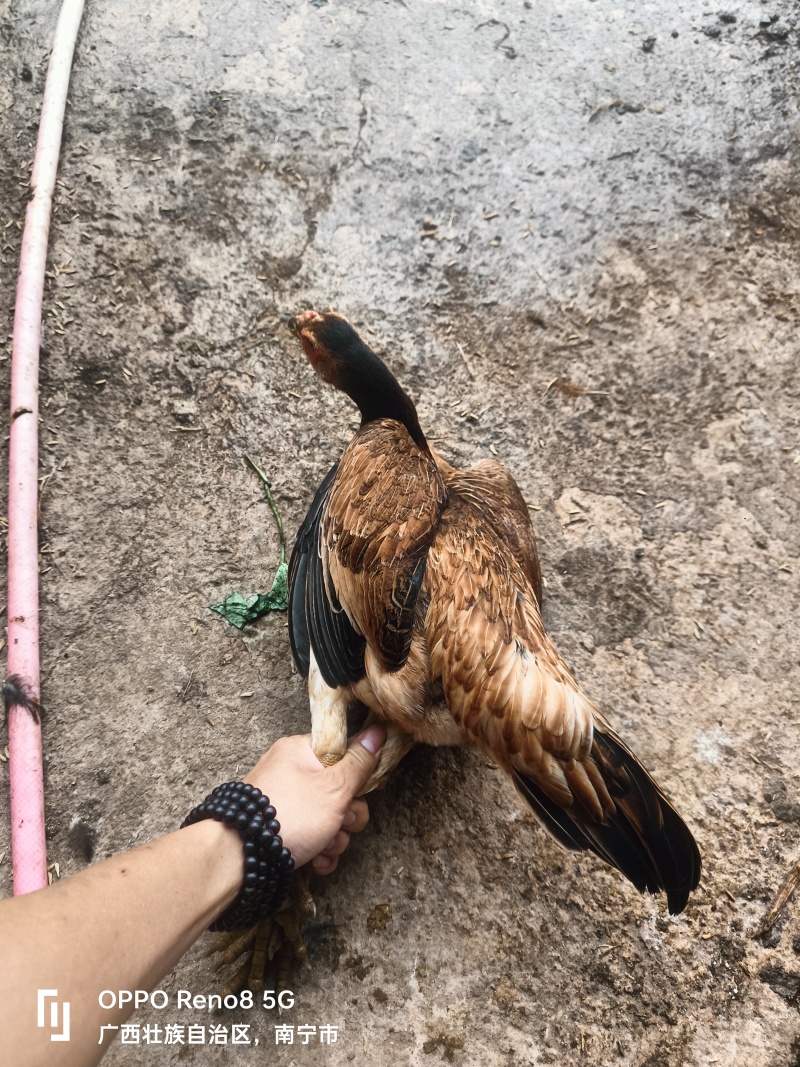 农户一年以上土鸡