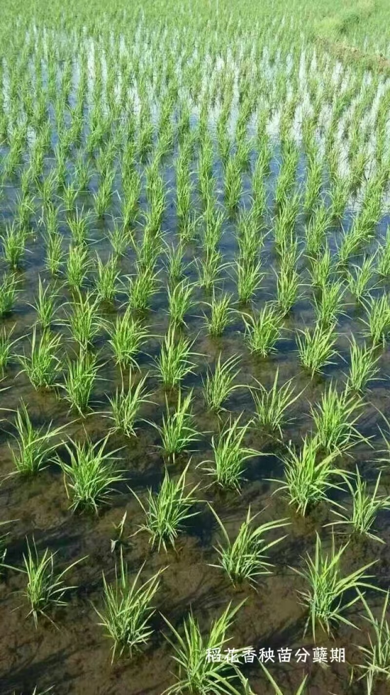 五常稻花香2号香米基地核心产区自产自销诚信经营