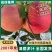 云南苹果昭通2001苹果大量上市，价格可谈，支持视频看货