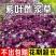 紫叶酢浆草种球多年生三叶幸运草庭院阳台盆栽四季观花植物种