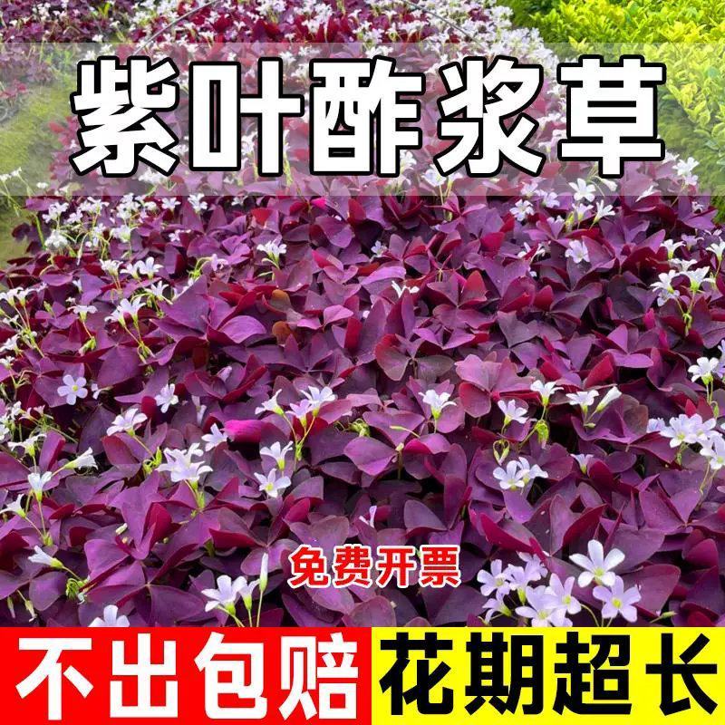 紫叶酢浆草种球多年生三叶幸运草庭院阳台盆栽四季观花植物种
