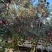 云南苹果昭通2001苹果大量上市，价格可谈，支持视频看货