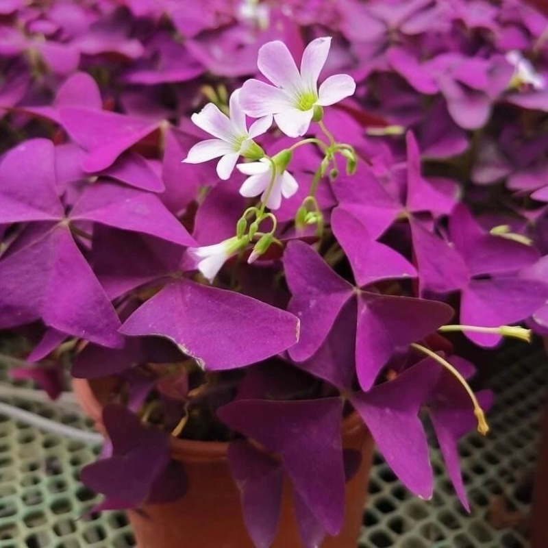 紫叶酢浆草种球多年生三叶幸运草庭院阳台盆栽四季观花植物种