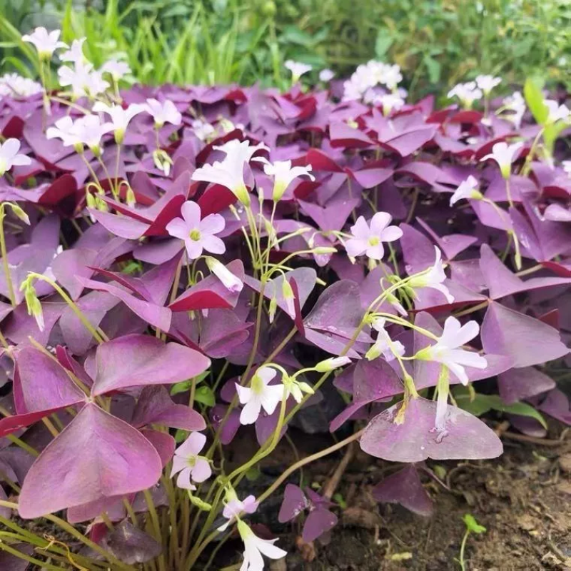 紫叶酢浆草种球多年生三叶幸运草庭院阳台盆栽四季观花植物种