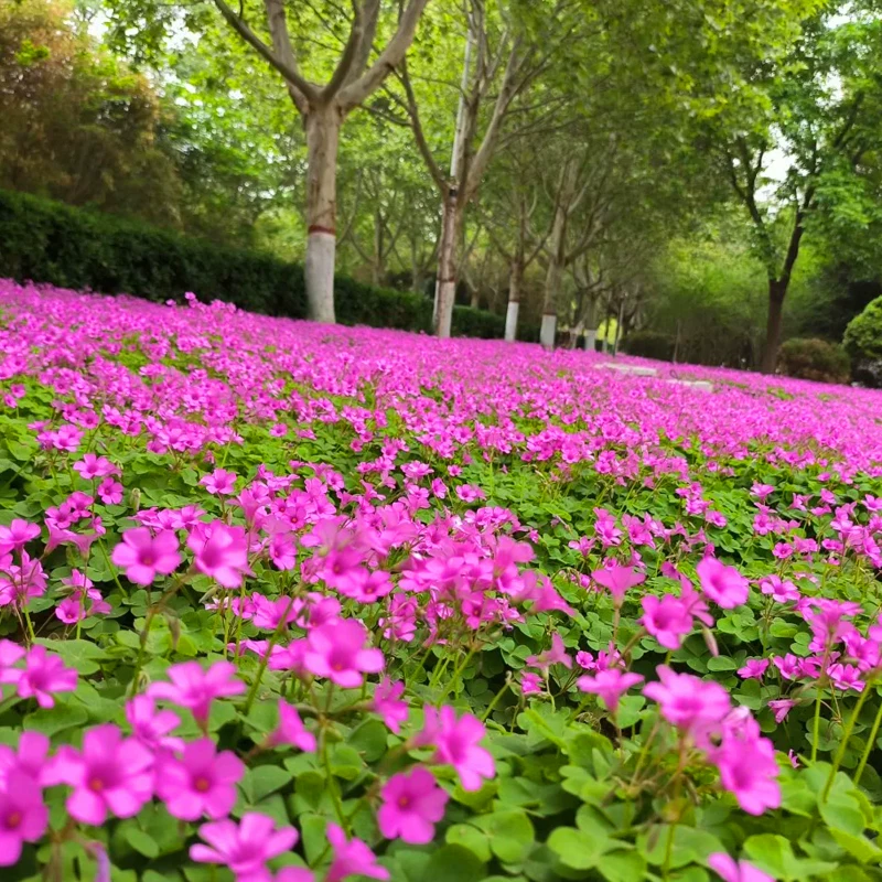 紫叶酢浆草种球多年生三叶幸运草庭院阳台盆栽四季观花植物种