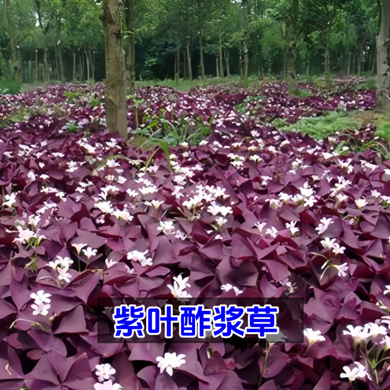 紫叶酢浆草种球多年生三叶幸运草庭院阳台盆栽四季观花植物种