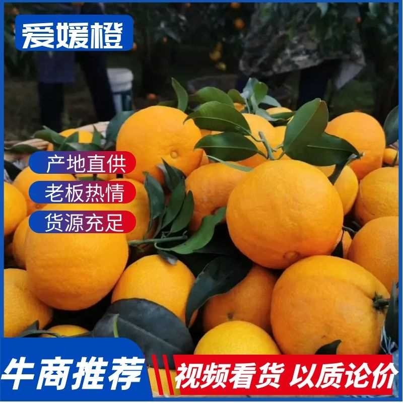 四川爱媛果冻橙，精品商超货，产地直供，整车代发。