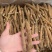 带皮沙参现货稳定一直有新货一手货源直播供应一件代发批发
