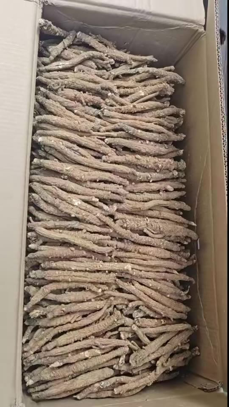 带皮沙参现货稳定一直有新货一手货源直播供应一件代发批发