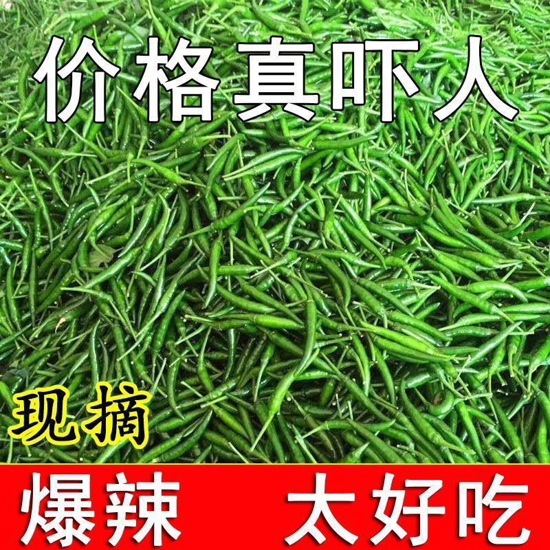 精品小米青尖椒今日报价质量好品质有保障电商商超市各大市场