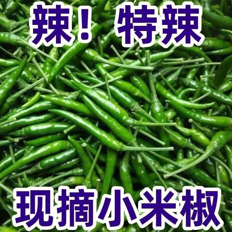 精品小米青尖椒今日报价质量好品质有保障电商商超市各大市场