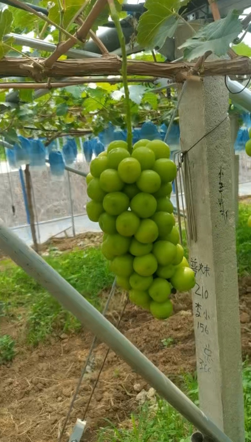 山东烟台阳光玫瑰