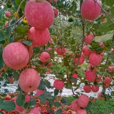 精品寒富苹果货源充足量大从优质量保证诚信经营