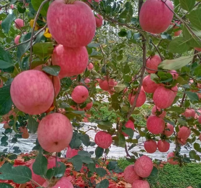 精品寒富苹果货源充足量大从优质量保证诚信经营