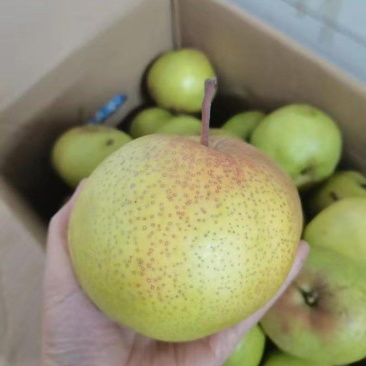 精品苹果梨一手货源产地供应量大从优质量保证欢迎咨询