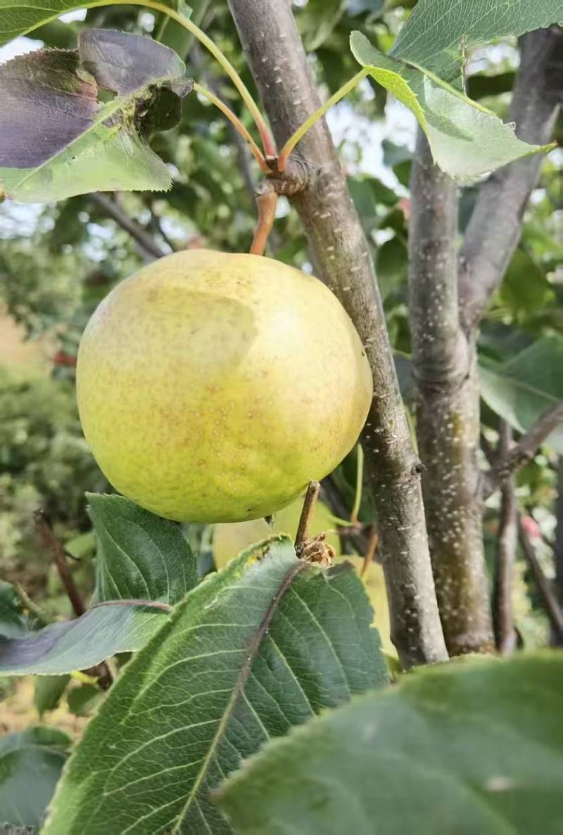 精品苹果梨一手货源产地供应量大从优质量保证欢迎咨询