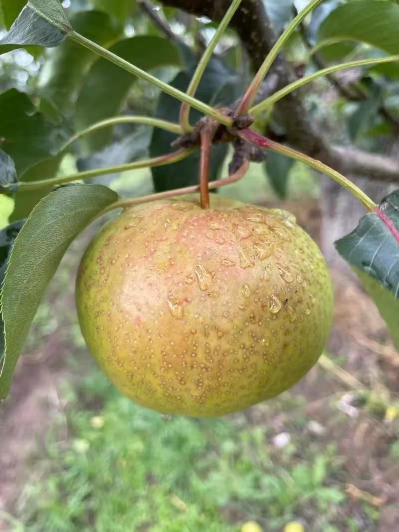 精品苹果梨一手货源产地供应量大从优质量保证欢迎咨询