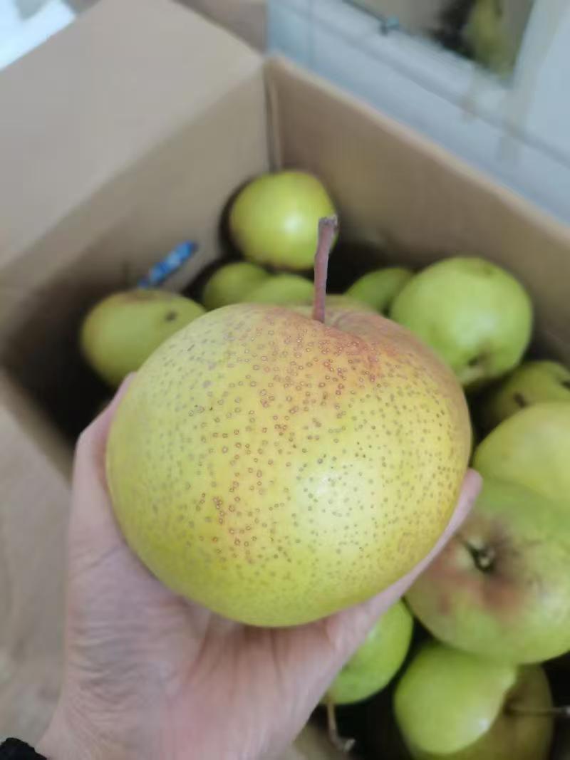精品苹果梨一手货源产地供应量大从优质量保证欢迎咨询