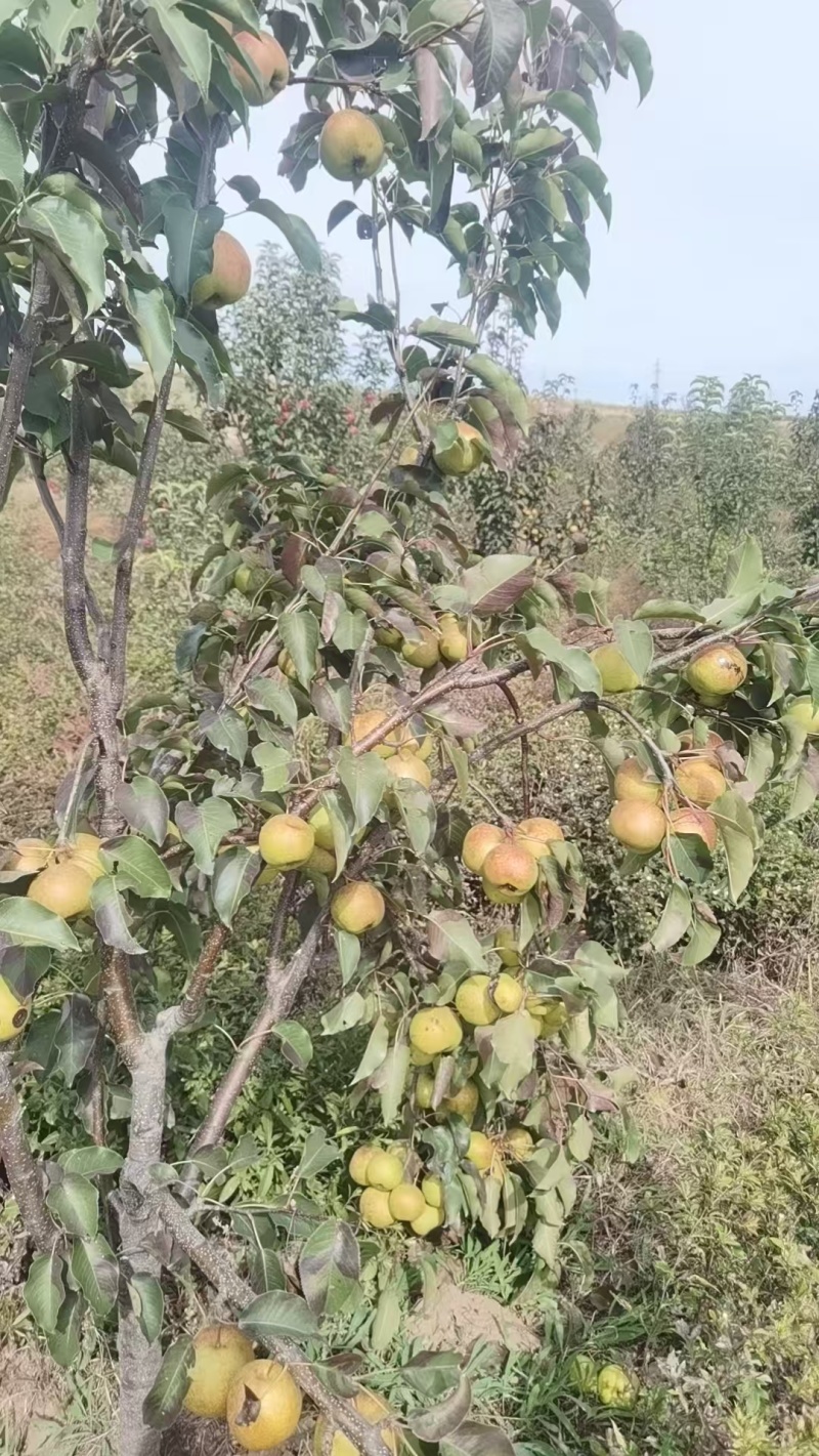 精品苹果梨一手货源产地供应量大从优质量保证欢迎咨询