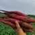 板栗薯秦薯五号陕西基地直供质量保证一手货源全国发货