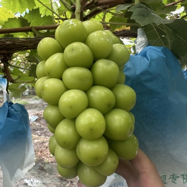 山东潍坊阳光玫瑰