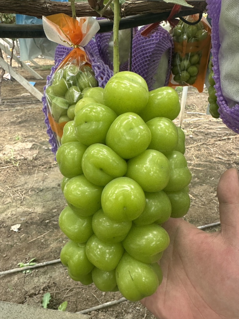 山东潍坊阳光玫瑰