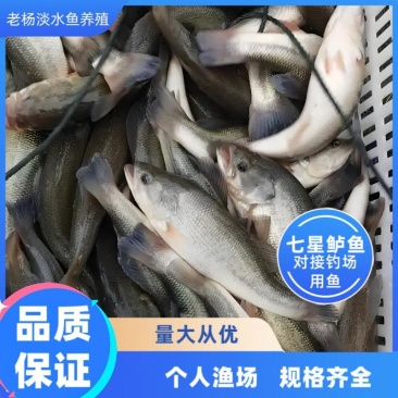 鲈鱼大量供应中对接各大钓场用鱼量大从优规格齐全品质好