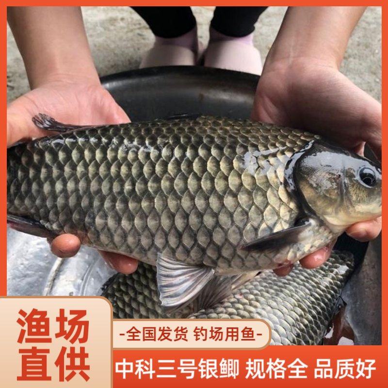 中科三号银鲫大量供应中规格全品质好皮毛好易存活对接钓场用鱼