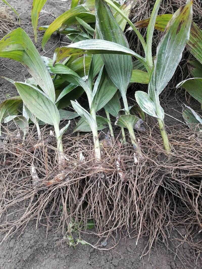 全国供应的正宗白芨营养丰富