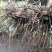 全国供应的正宗白芨营养丰富