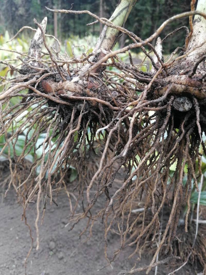 全国供应的正宗白芨营养丰富